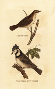 Phragmite des joncs, Acrocephalus schoenobaenus, et Mésange huppée, Lophophanes cristatus - Edward Donovan