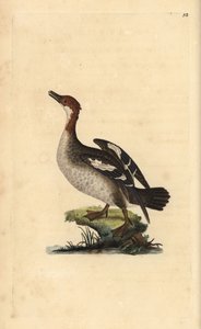 Harle piette, Mergellus albellus, femelle. Gravure sur cuivre coloriée à la main dessinée et gravée par Edward Donovan de son propre « Histoire naturelle des oiseaux britanniques », Londres - Edward Donovan