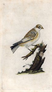 Moineau des neiges. Plectrophenax nivalis (Emberiza nivalis). Gravure en cuivre par Edward Donovan, publiée dans Histoire naturelle des oiseaux britanniques, Londres - Edward Donovan