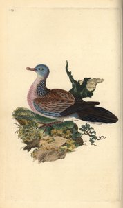 Tourterelle tachetée ou pancou, Spilopelia chinensis. Gravure à la main en cuivre dessinée et gravée par Edward Donovan de son propre "Histoire naturelle des oiseaux britanniques," Londres - Edward Donovan