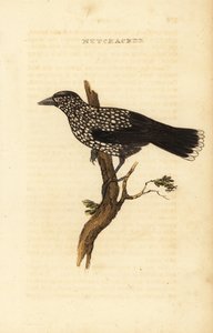 Cassenoix moucheté, Nucifraga caryocatactes