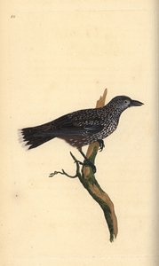 Cassenoix moucheté, Nucifraga caryocatactes. Gravure à la main en cuivre dessinée et gravée par Edward Donovan de son propre "Histoire naturelle des oiseaux britanniques," Londres