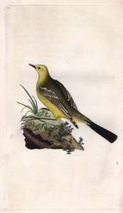 Bergeronnette printanière, Motacilla flava. Gravure en cuivre par Edward Donovan (1768-1837), publiée dans Histoire naturelle des oiseaux britanniques, Londres - Edward Donovan