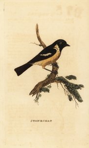 Tarier pâtre, Saxicola rubicola - Edward Donovan