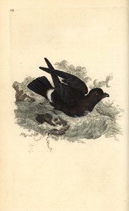 Océanite tempête, Hydrobates pelagicus. Gravure à la main en cuivre dessinée et gravée par Edward Donovan de son Histoire naturelle des oiseaux britanniques, Londres - Edward Donovan