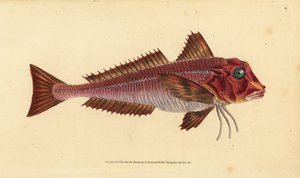 Grondin strié, Trigloporus lastoviza - Edward Donovan