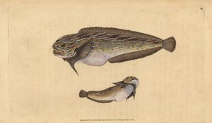 Liparis rayé, Liparis liparis liparis. Gravure à la main en cuivre dessinée et gravée par Edward Donovan de son Histoire naturelle des poissons britanniques, Donovan et F.C. et J. Rivington, Londres - Edward Donovan