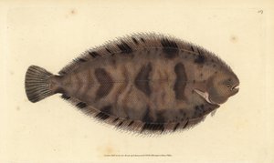 Sole épaisse, Microchirus variegatus. Gravure à la main en cuivre dessinée et gravée par Edward Donovan de son Histoire naturelle des poissons britanniques, Donovan et F.C. et J. Rivington, Londres
