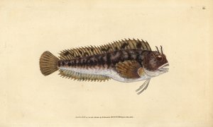 Blennie gattorugine, Parablennius gattorugine. Gravure à la main en cuivre dessinée et gravée par Edward Donovan de son Histoire naturelle des poissons britanniques, Donovan et F.C. et J. Rivington, Londres