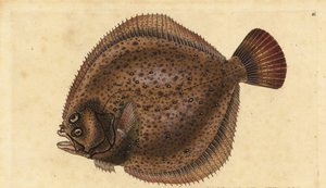 Turbot, Scophthalmus maximus (Pleuronectes maximus). Gravure à la main en cuivre dessinée et gravée par Edward Donovan de son Histoire naturelle des poissons britanniques, Donovan et F.C. et J. Rivington, Londres