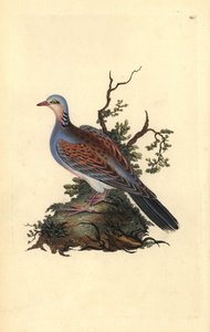 Tourterelle des bois, Streptopelia turtur. Gravure à la main en cuivre dessinée et gravée par Edward Donovan de son propre Histoire naturelle des oiseaux britanniques (1794-1819). Edward Donovan (1768-1837) était un zoologiste amateur anglo-irlandais, écri