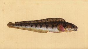 Lompe commune, Zoarces viviparus - Edward Donovan