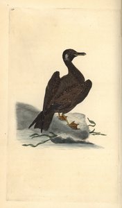 Goéland marin, jeune du grand goéland marin, Larus marinus. Gravure à la main en cuivre dessinée et gravée par Edward Donovan de son propre Histoire naturelle des oiseaux britanniques, Londres - Edward Donovan