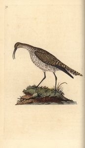 Courlis corlieu, Numenius phaeopus. Gravure à la main en cuivre dessinée et gravée par Edward Donovan de son propre Histoire naturelle des oiseaux britanniques, Londres