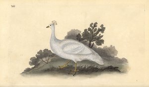 Paon à crête blanche (femelle), Pavo cristatus. Gravure à la main en cuivre dessinée et gravée par Edward Donovan de son propre "Histoire naturelle des oiseaux britanniques," Londres - Edward Donovan