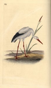 Cigogne blanche, Ciconia ciconia - Edward Donovan