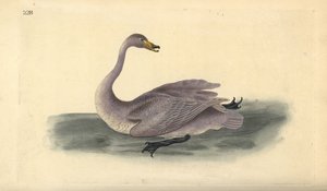 Cygne sauvage (immature). Gravure à la main par Edward Donovan de son Histoire naturelle des oiseaux britanniques
