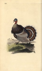 Dindon sauvage, Meleagris gallopavo - Edward Donovan