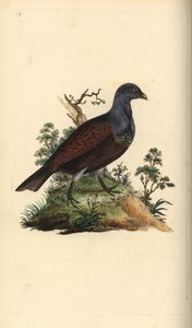 Grand tétras. Tetrao urogallus. Gravure à la main par Edward Donovan de son "Histoire naturelle des oiseaux britanniques" - Edward Donovan