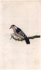 Pic épeichette. Dendrocopos minor. Gravure sur cuivre par Edward Donovan, publiée dans Histoire naturelle des oiseaux britanniques, Londres