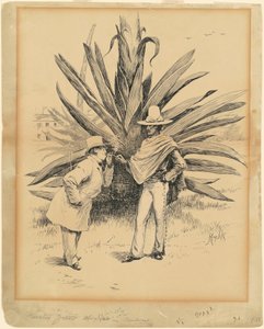 Cactus du Mexique - Edward Kemble