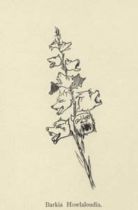 Barkia Howlaloudia - Edward Lear