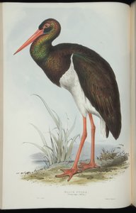 Cigogne Noire, de 