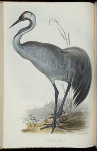 Grue cendrée, de 