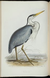 Héron commun, de 