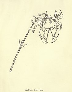 Crabbia Horrida - Edward Lear