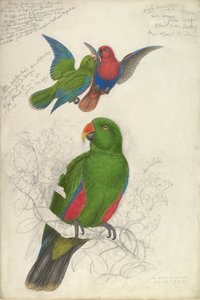 Eclectus Roratus Polychloros, vers 1830-32 - Edward Lear