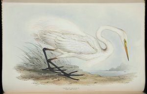Grande aigrette, de 