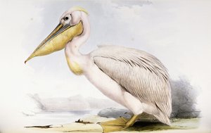 Grand pélican blanc