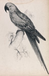  - Edward Lear