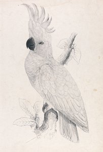  - Edward Lear