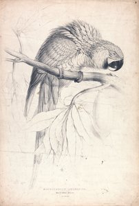  - Edward Lear