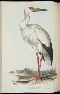 Cigogne Maguari, de 