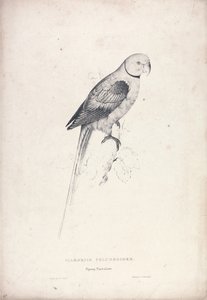  - Edward Lear