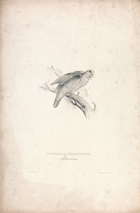 Psittacula rubrifrons / Perruche à front rouge (planche 41)