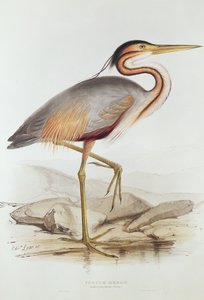 Héron pourpré - Edward Lear