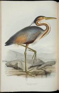 Héron pourpré, de 