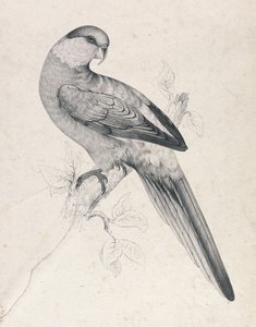  - Edward Lear
