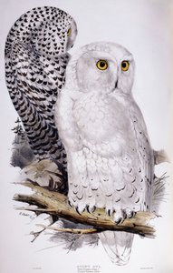 Harfang des neiges - Edward Lear