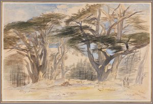 Les cèdres du Liban - Edward Lear