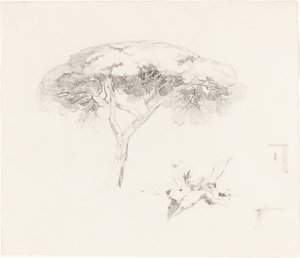 Pin parasol et autres études - Edward Lear
