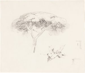 « Umbrella Pine » et autres études - Edward Lear