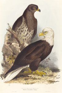 Aigle à tête blanche Haliaetus leucocephalus - Edward Lear