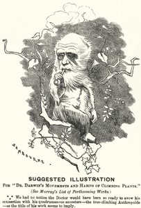 Caricature de Punch : Illustration suggérée pour Les mouvements et habitudes des plantes grimpantes du Dr Darwin