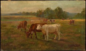 Vaches