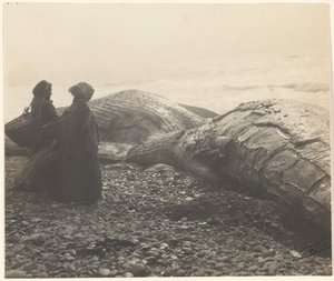 [Baleine partiellement dépecée - Makah] [La baleine capturée]